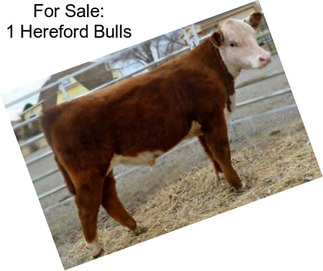 For Sale: 1 Hereford Bulls