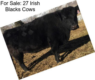 For Sale: 27 Irish Blacks Cows