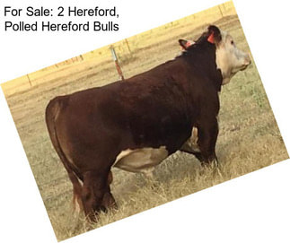For Sale: 2 Hereford, Polled Hereford Bulls
