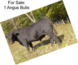 For Sale: 1 Angus Bulls