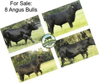 For Sale: 8 Angus Bulls