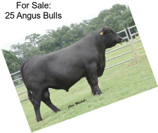 For Sale: 25 Angus Bulls