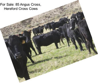 For Sale: 85 Angus Cross, Hereford Cross Cows