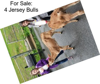 For Sale: 4 Jersey Bulls