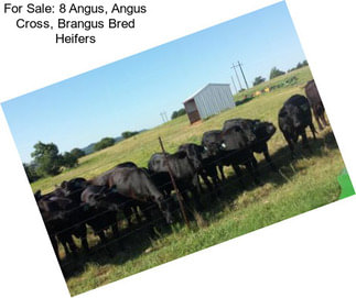 For Sale: 8 Angus, Angus Cross, Brangus Bred Heifers