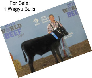 For Sale: 1 Wagyu Bulls