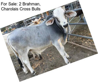 For Sale: 2 Brahman, Charolais Cross Bulls