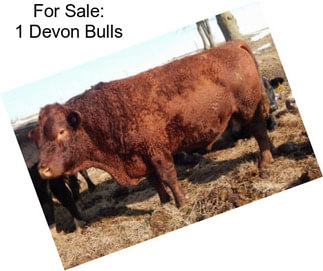 For Sale: 1 Devon Bulls