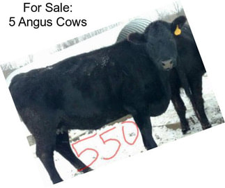 For Sale: 5 Angus Cows