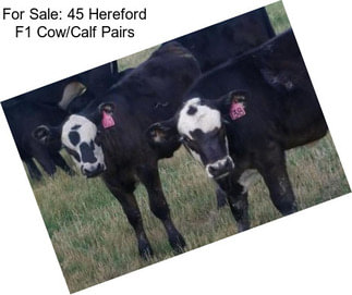 For Sale: 45 Hereford F1 Cow/Calf Pairs