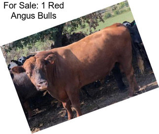 For Sale: 1 Red Angus Bulls