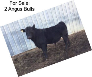 For Sale: 2 Angus Bulls