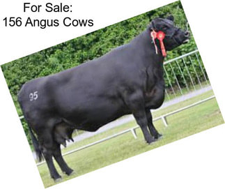 For Sale: 156 Angus Cows