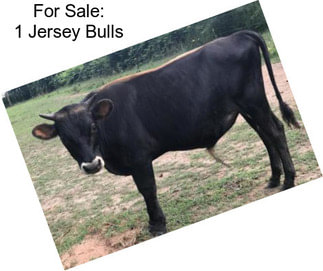 For Sale: 1 Jersey Bulls