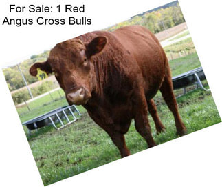 For Sale: 1 Red Angus Cross Bulls