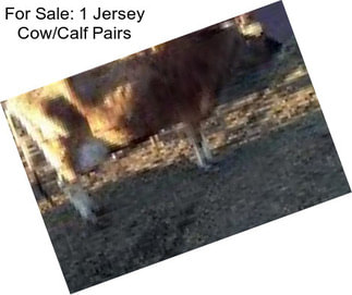 For Sale: 1 Jersey Cow/Calf Pairs