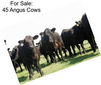 For Sale: 45 Angus Cows