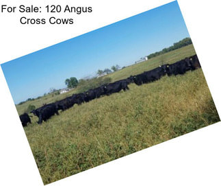 For Sale: 120 Angus Cross Cows