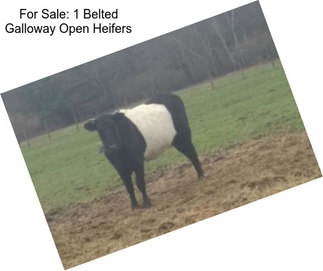 For Sale: 1 Belted Galloway Open Heifers