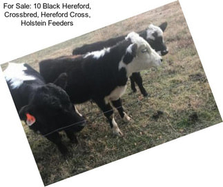 For Sale: 10 Black Hereford, Crossbred, Hereford Cross, Holstein Feeders