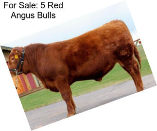 For Sale: 5 Red Angus Bulls