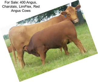 For Sale: 400 Angus, Charolais, LimFlex, Red Angus Cows
