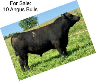 For Sale: 10 Angus Bulls