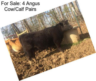 For Sale: 4 Angus Cow/Calf Pairs