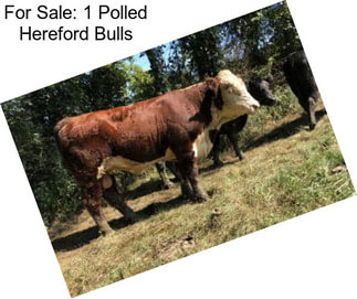 For Sale: 1 Polled Hereford Bulls