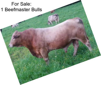 For Sale: 1 Beefmaster Bulls