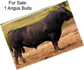 For Sale: 1 Angus Bulls