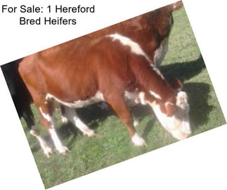 For Sale: 1 Hereford Bred Heifers