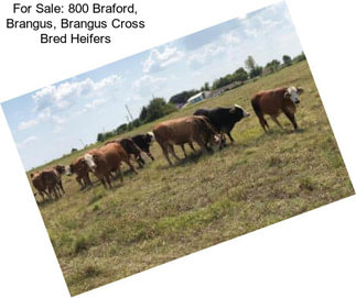 For Sale: 800 Braford, Brangus, Brangus Cross Bred Heifers