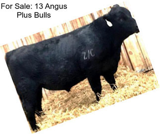 For Sale: 13 Angus Plus Bulls