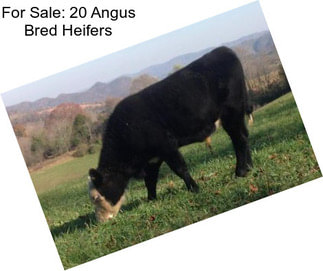 For Sale: 20 Angus Bred Heifers