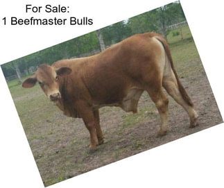 For Sale: 1 Beefmaster Bulls