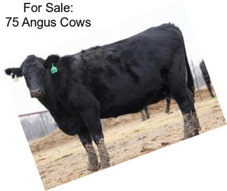 For Sale: 75 Angus Cows