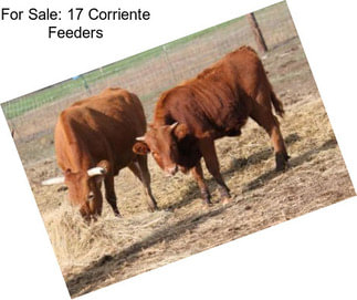 For Sale: 17 Corriente Feeders