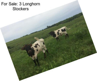 For Sale: 3 Longhorn Stockers
