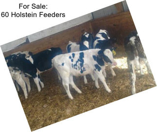 For Sale: 60 Holstein Feeders