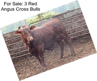 For Sale: 3 Red Angus Cross Bulls