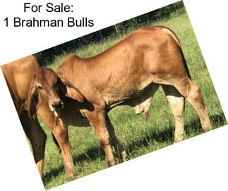 For Sale: 1 Brahman Bulls