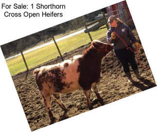 For Sale: 1 Shorthorn Cross Open Heifers