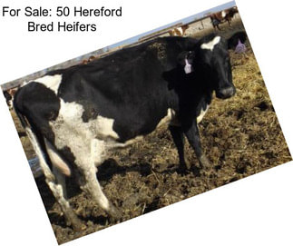 For Sale: 50 Hereford Bred Heifers