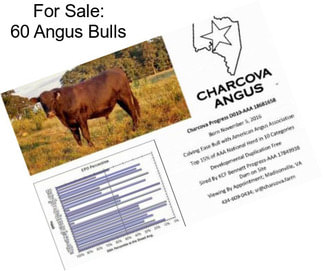 For Sale: 60 Angus Bulls