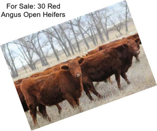For Sale: 30 Red Angus Open Heifers