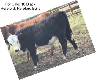 For Sale: 10 Black Hereford, Hereford Bulls