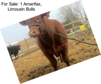 For Sale: 1 Amerifax, Limousin Bulls