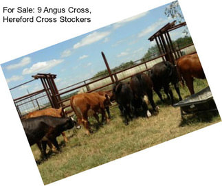 For Sale: 9 Angus Cross, Hereford Cross Stockers