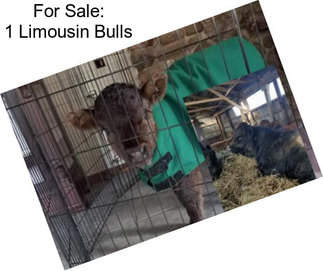 For Sale: 1 Limousin Bulls